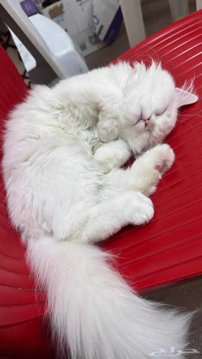 قط شيرازي 4 شهور للتبني 1