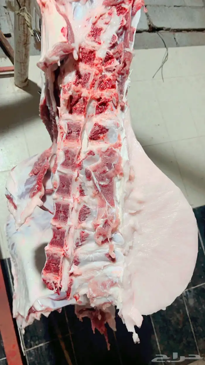 محمد جزار من مصر مقيم بالسعودية ببحث عن أي عمل في اي ملحمه 0