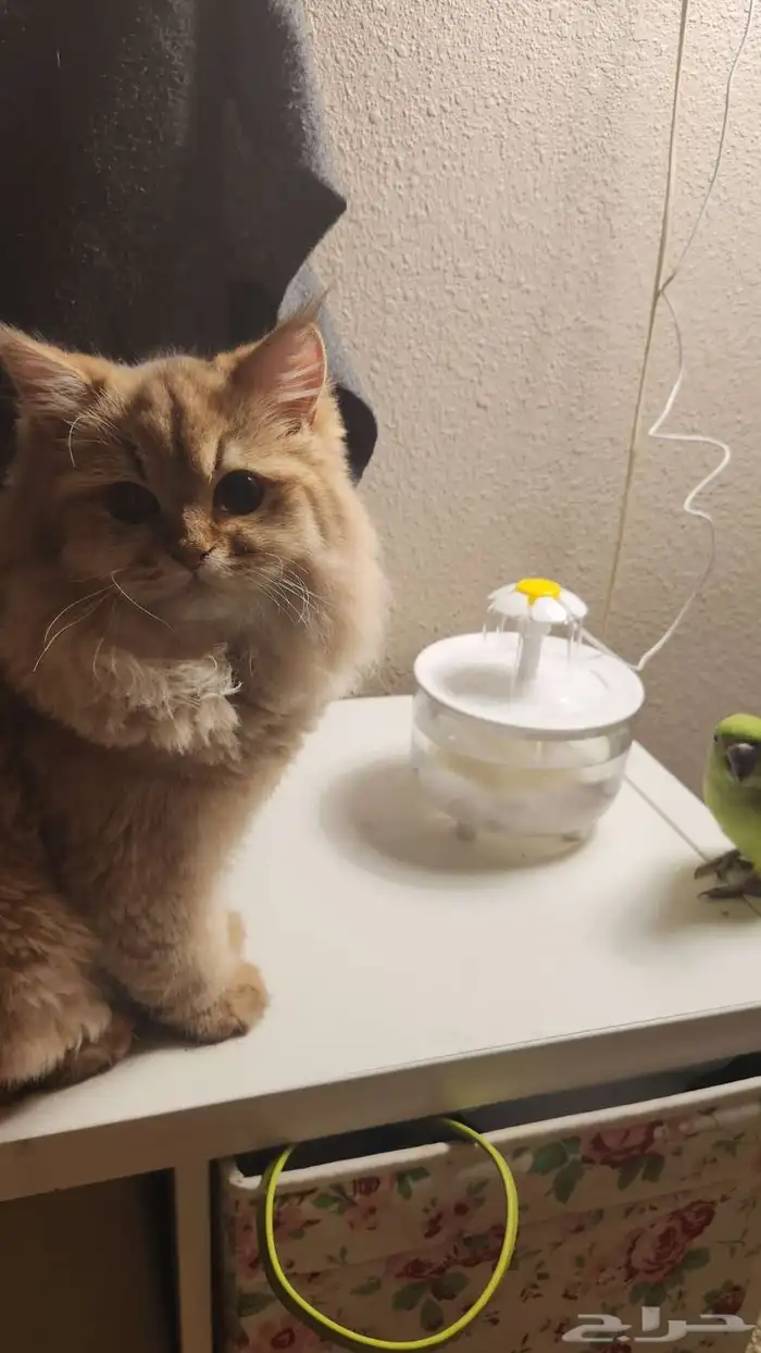 اول صورتين للام سكوتش والاب هجين سكوتش والباقي عيالهم 1