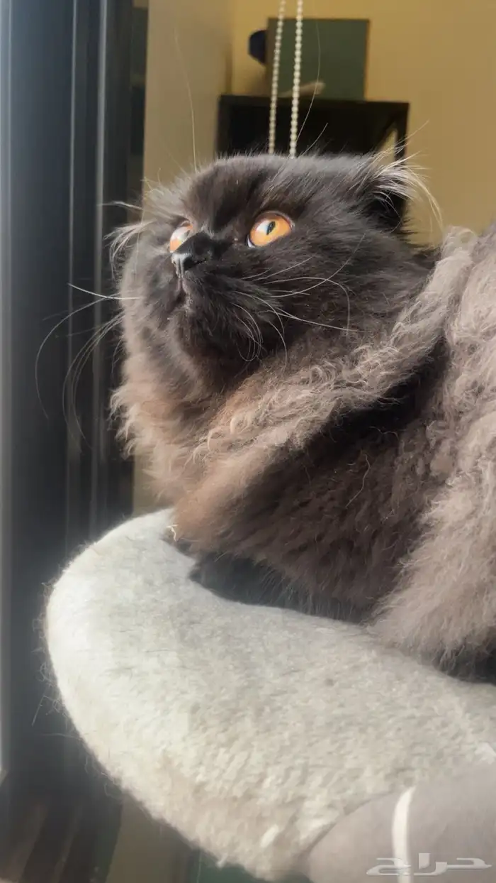 Scottish Fold Long hair kitten for SALE 1