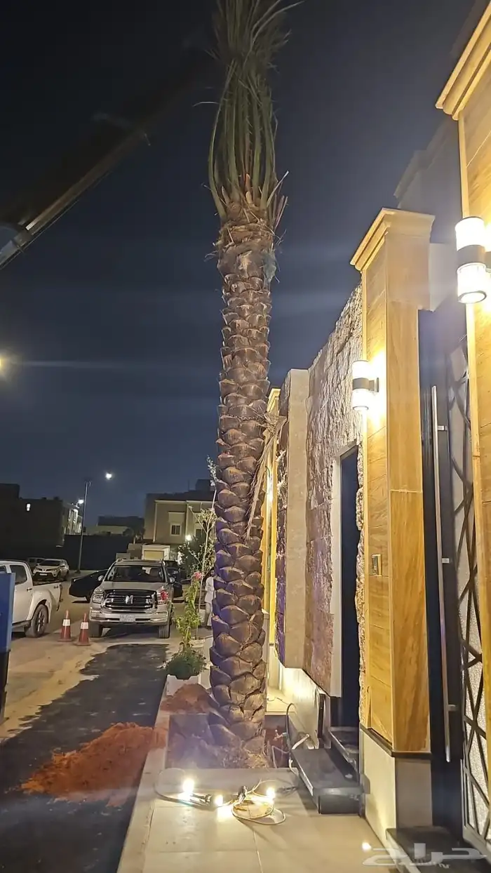 ابو ريتال لتوريد انخيل جميع المقاسات متوفره توريد وزراعة 9