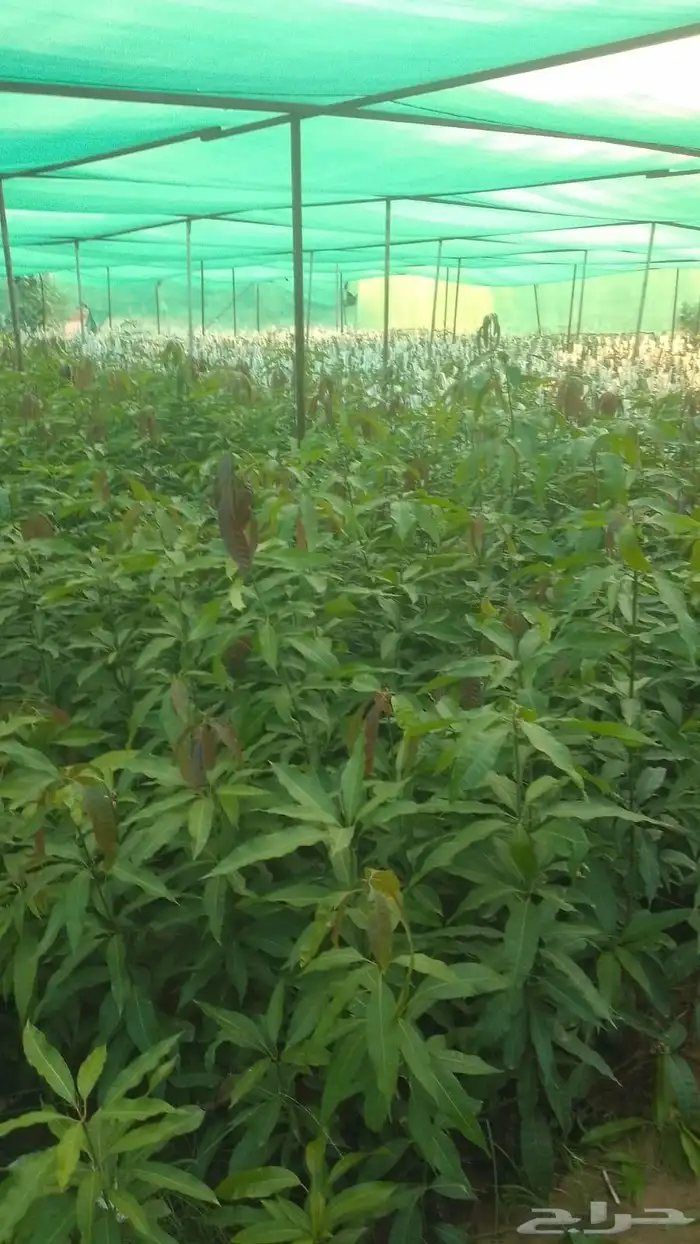 انوع الشتلات منجا 0