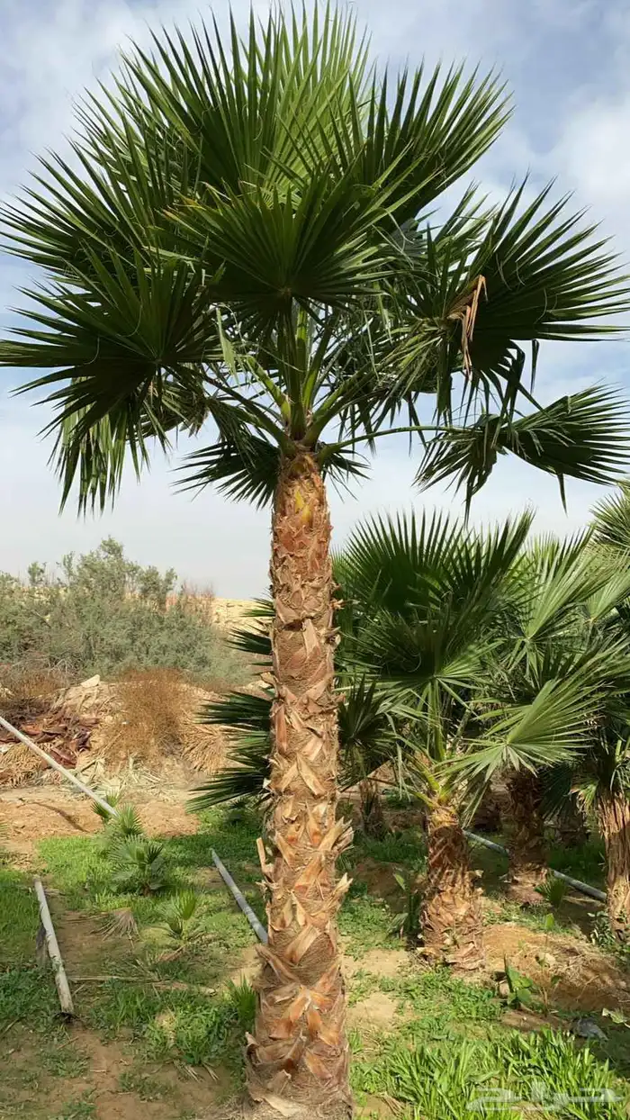 مشاتل الدمام طريق الجبيل 8