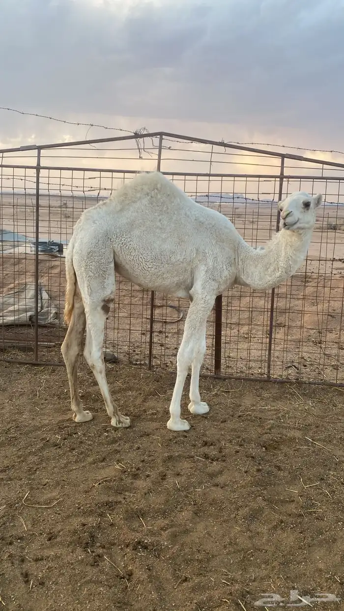 حواره بكرة 2