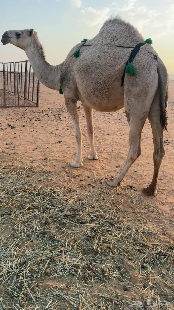 لقحه ثنيه شقحاء 2