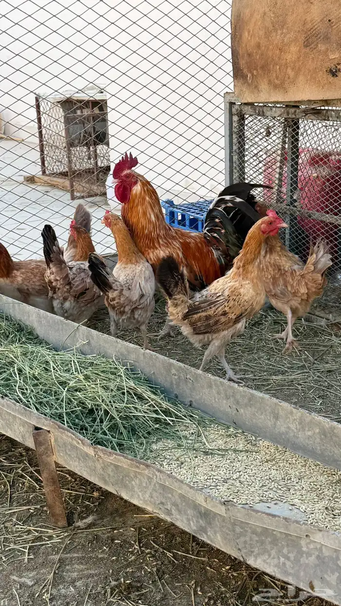 دجاج بلدي للبيع 5