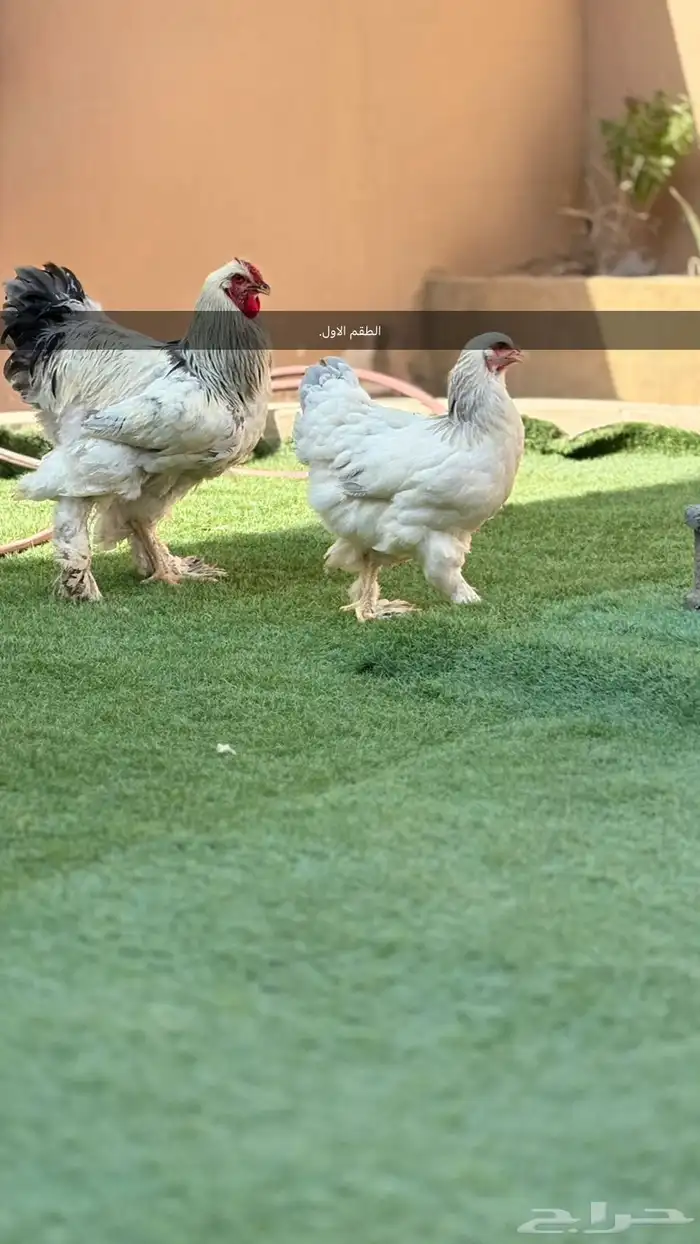 طقمين براهما للبيع 1