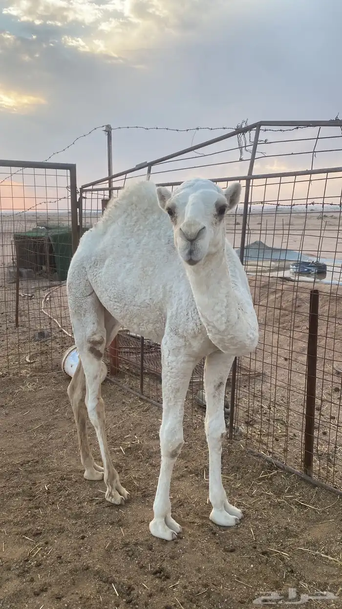 حواره بكرة 0