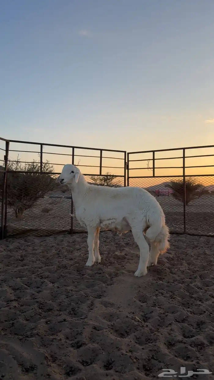 مشروع فحل صنف الصنف ابوه ولد الفيتو من حلال صالح زويد 0