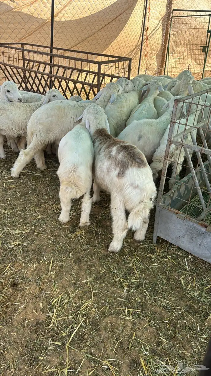 بهم حري طيب 0