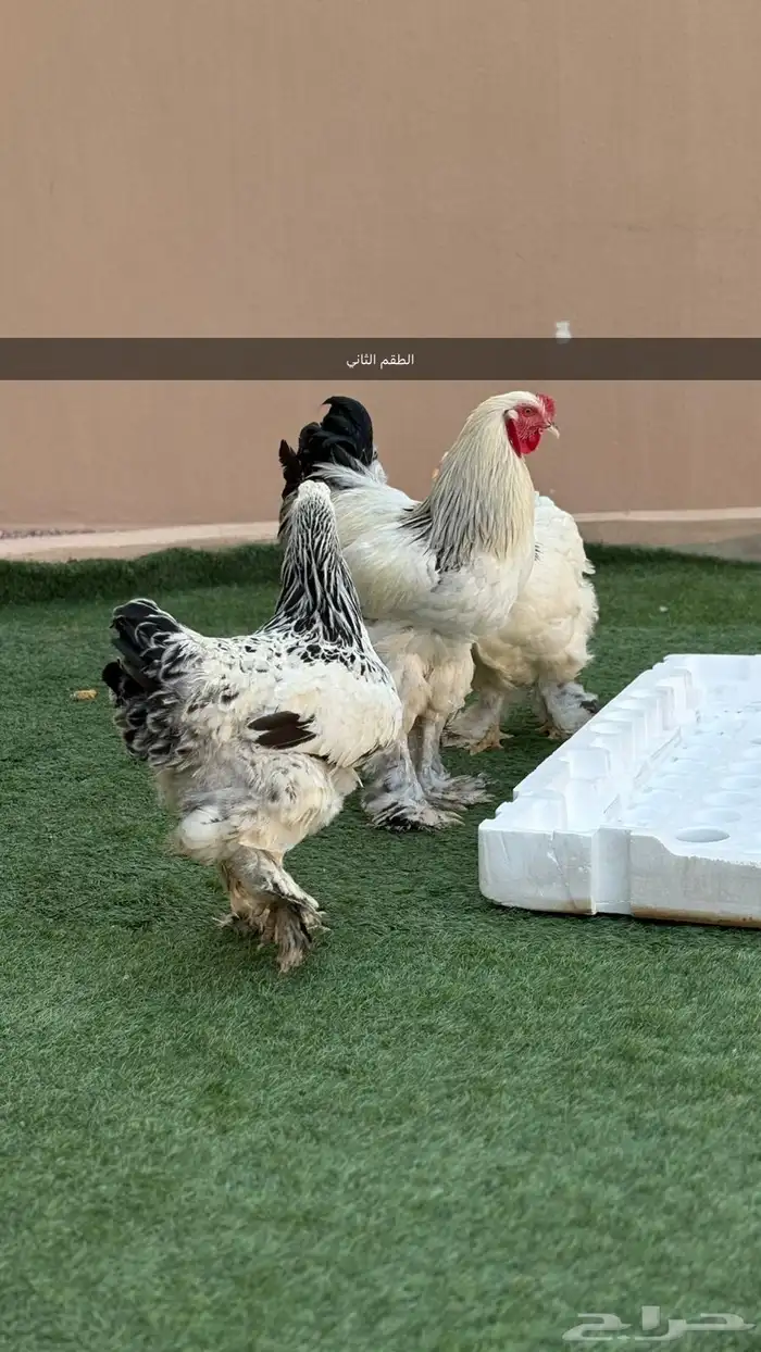 طقمين براهما للبيع 2