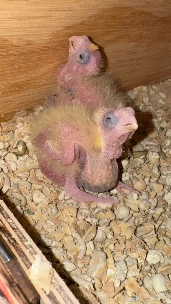 فروخ كروان تم البيع 0