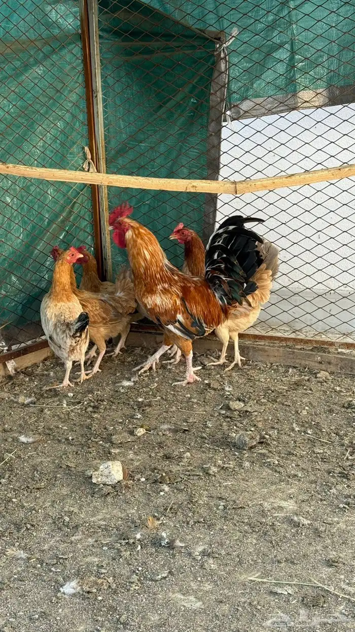 دجاج بلدي للبيع 6