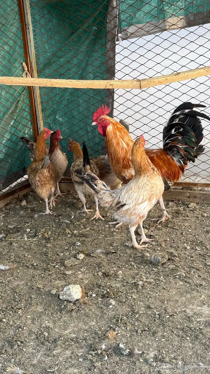 دجاج بلدي للبيع 2