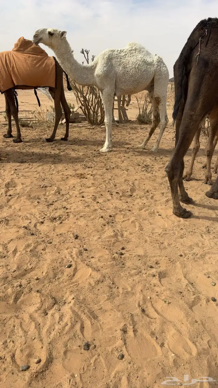 للبيع قعود اوضح بتا 0