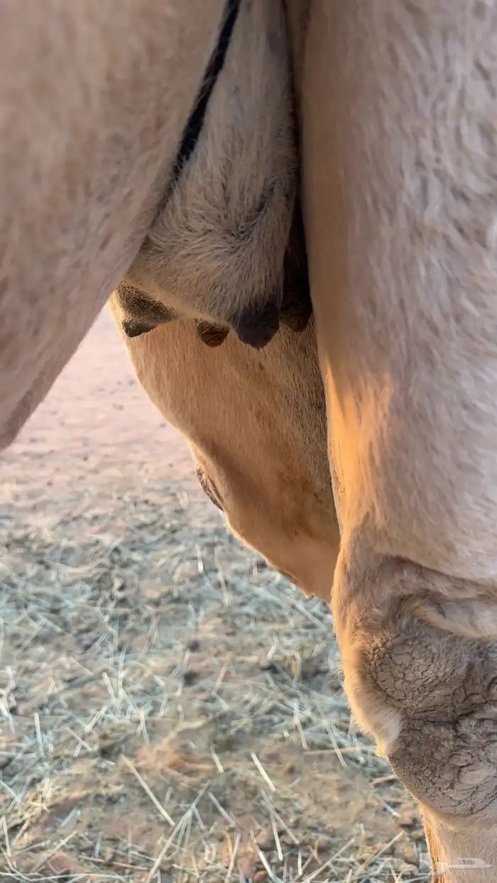 لقحه ثنيه شقحاء 0