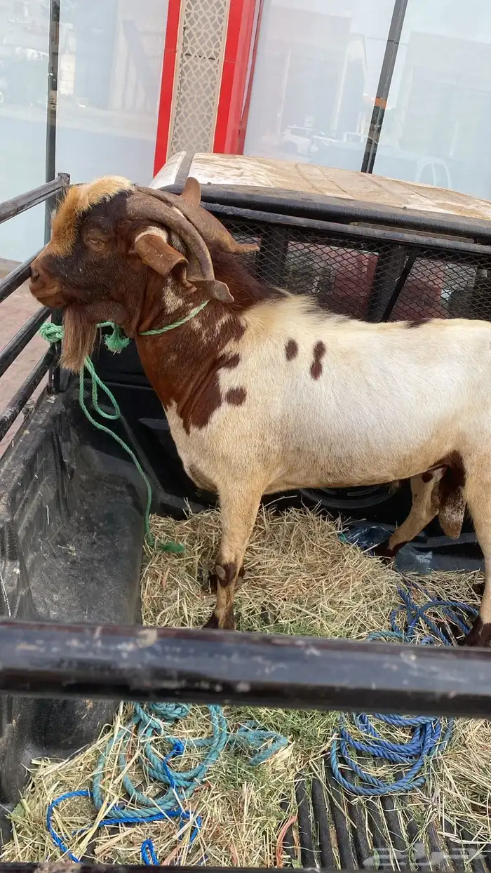 تيس فحل كفو مشروط صحه وضراب السن جامع شباب مربيه من حلالي 0