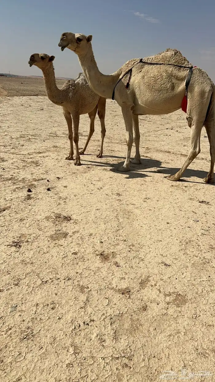 عشرا شقحا تحتها بكره كفوو 0