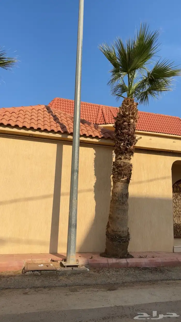 نخل واشنطن للبيع 0