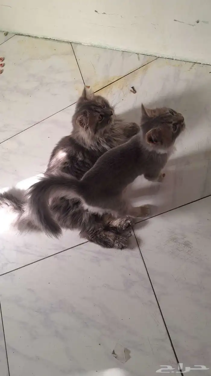 بيع قطه مع ولدها امريكي 0