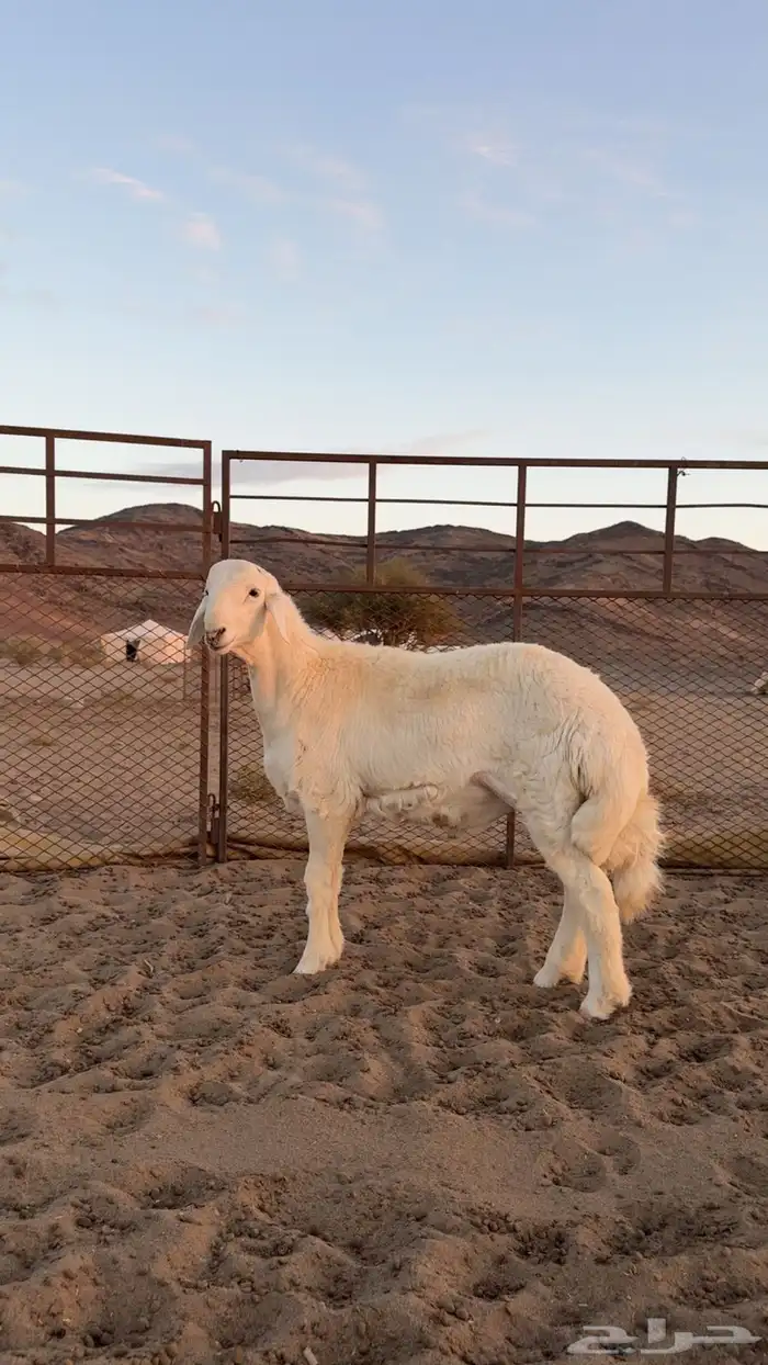 مشروع فحل صنف الصنف ابوه ولد الفيتو من حلال صالح زويد 4