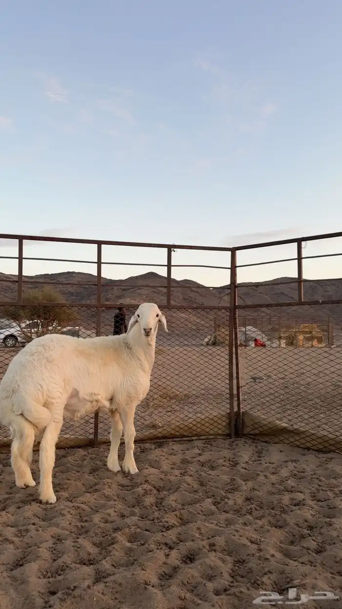 مشروع فحل صنف الصنف ابوه ولد الفيتو من حلال صالح زويد 6