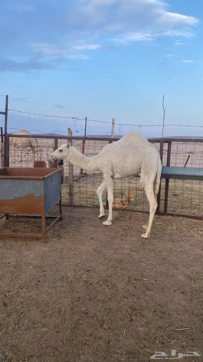 حواره بكرة 5