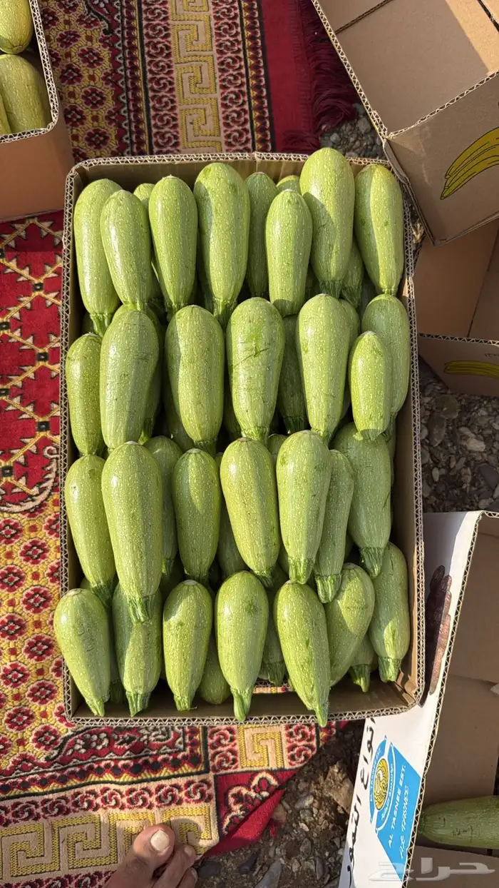 كوسا بسعر الجمله من المزرعه مباشره 1