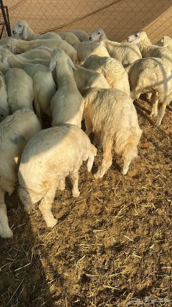 بهم حري طيب 1