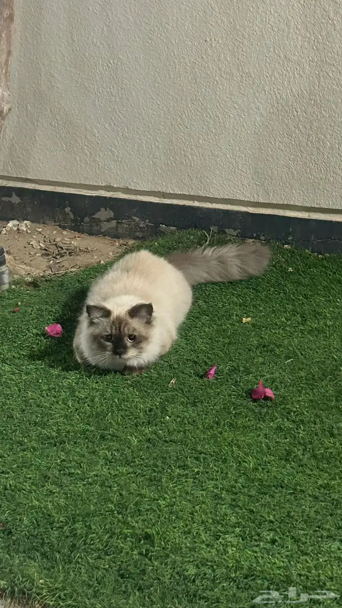 قط همالايا ضائع بحي الفيصل الهيئة 1