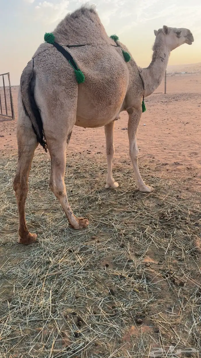 لقحه ثنيه شقحاء 1