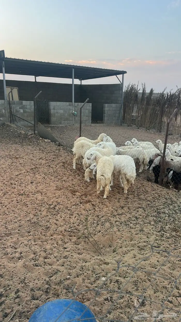 رخال للبيع شرط النظافه 0