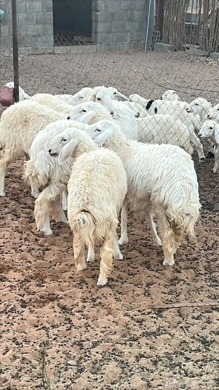 رخال للبيع شرط النظافه 1