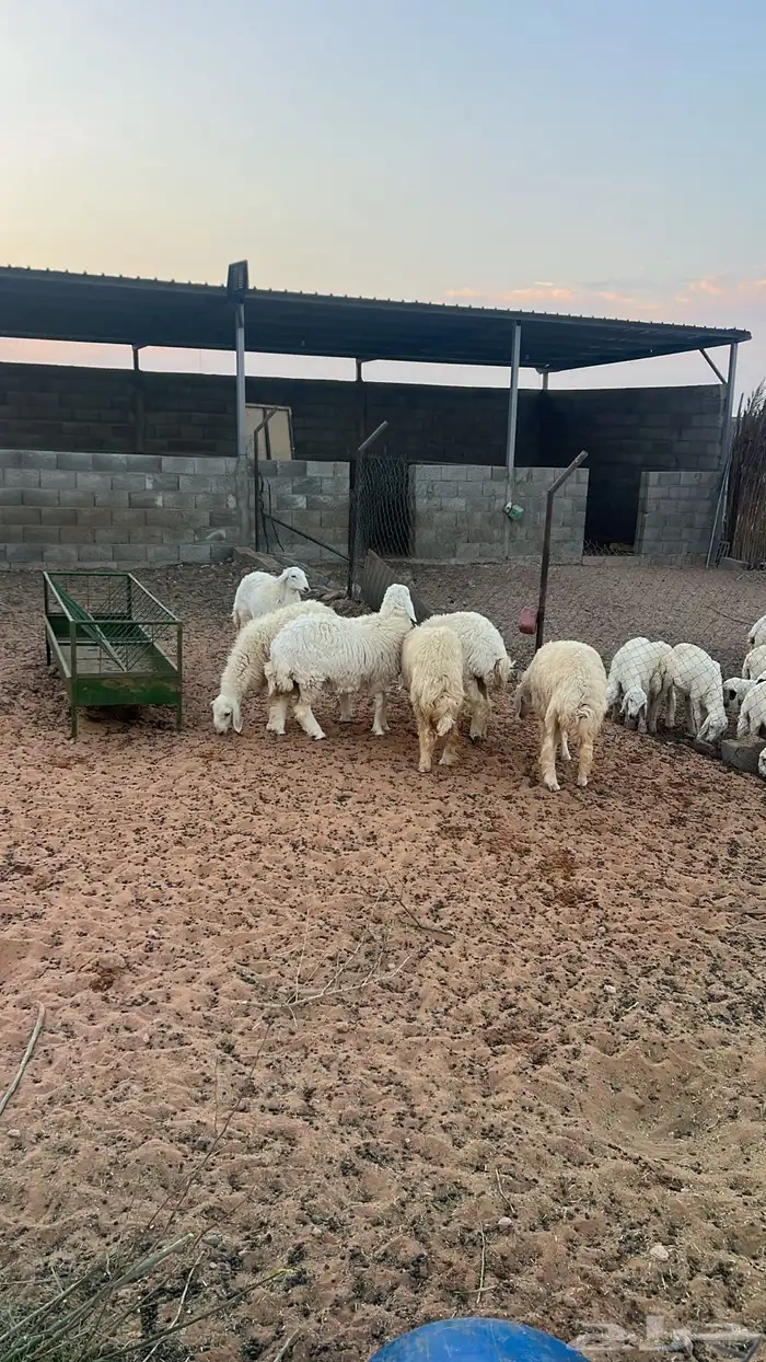 رخال للبيع شرط النظافه 2