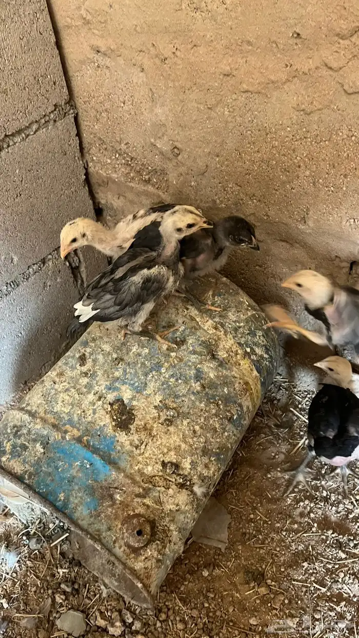 صوص بكستاني العدد 10 اصل ماهي فقسه 1