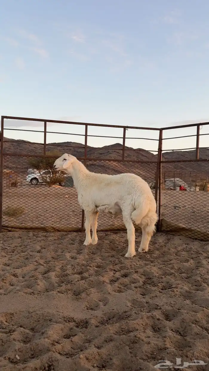 مشروع فحل صنف الصنف ابوه ولد الفيتو من حلال صالح زويد 5