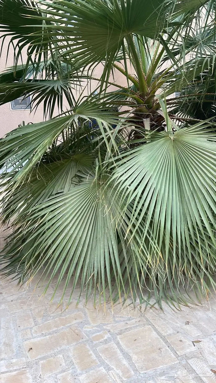 5 نخيل واشنطني الطول من 1.5 الى 3 متر 0