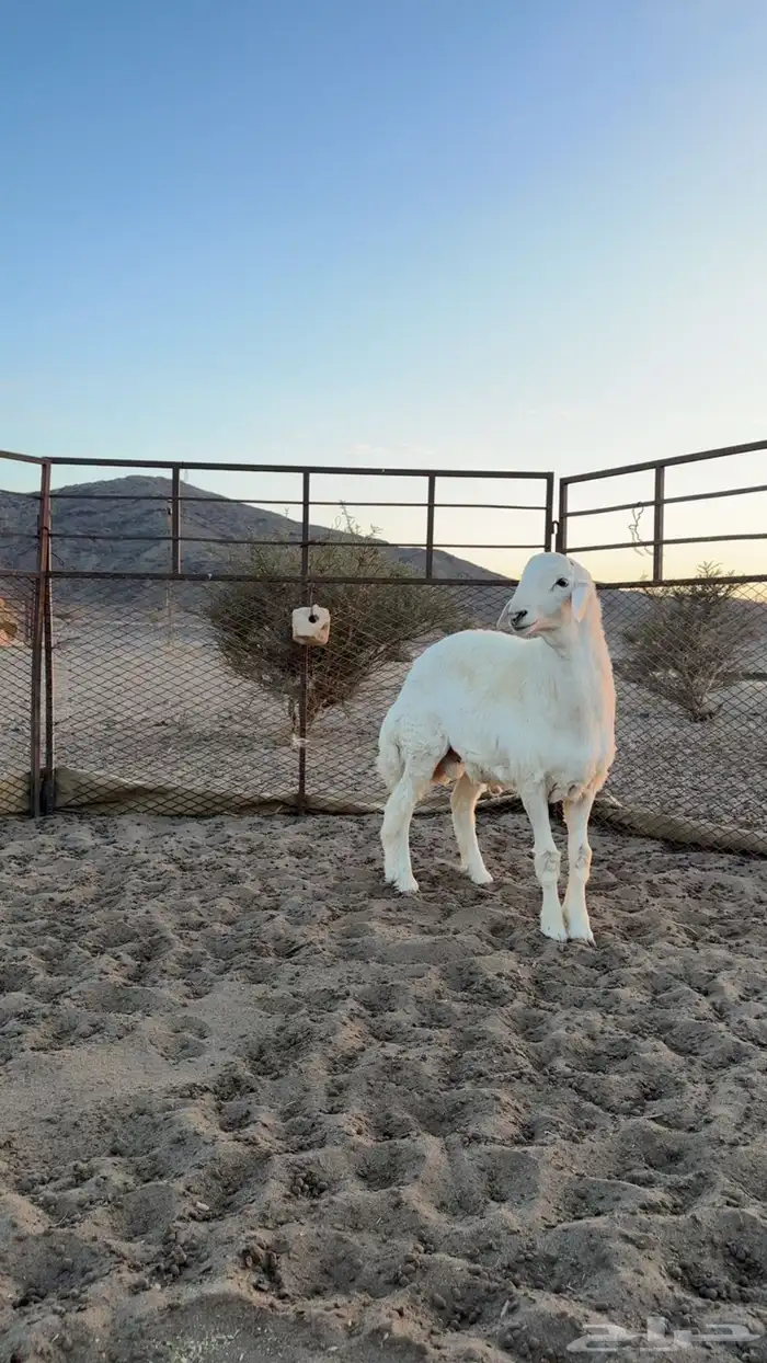 مشروع فحل صنف الصنف ابوه ولد الفيتو من حلال صالح زويد 1