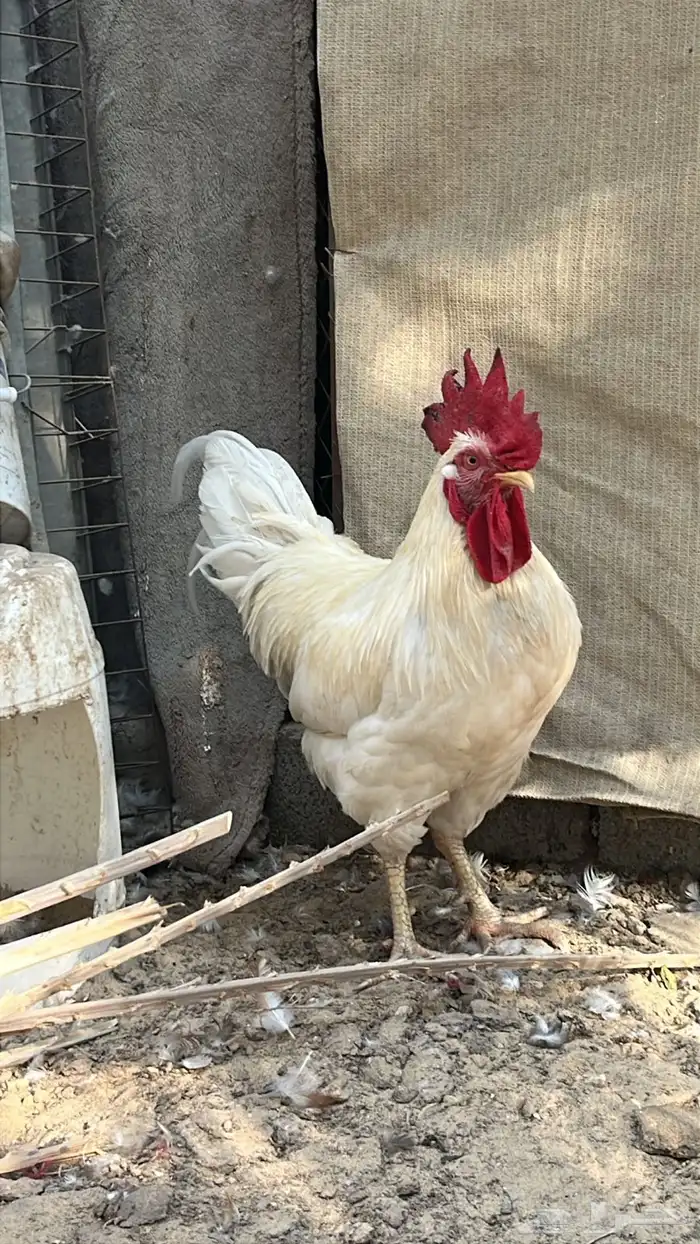 ديك لوهمان براون دم صافي 0