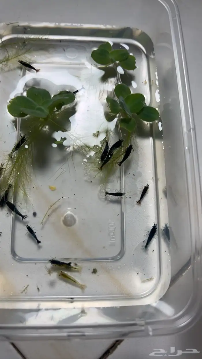 شريمب نهري لاحواض السمك 4