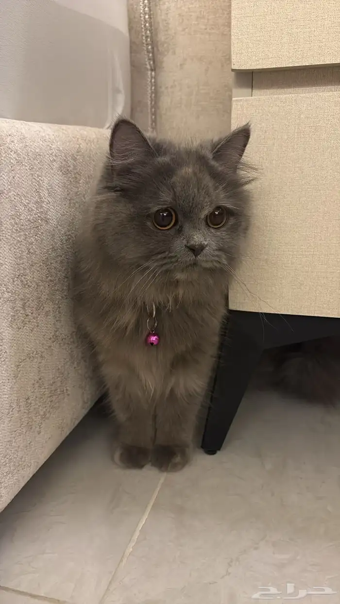 السلام عليكم 0