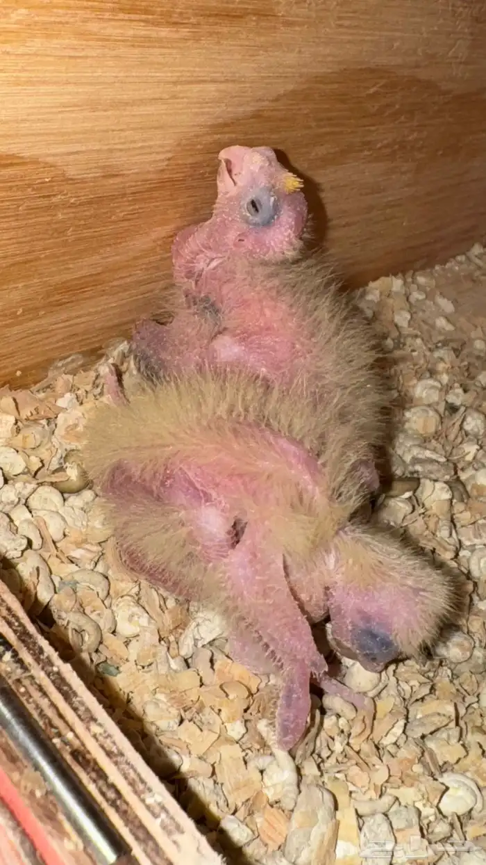 فروخ كروان تم البيع 1