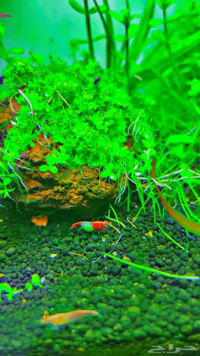 شريمب نهري لاحواض السمك 1