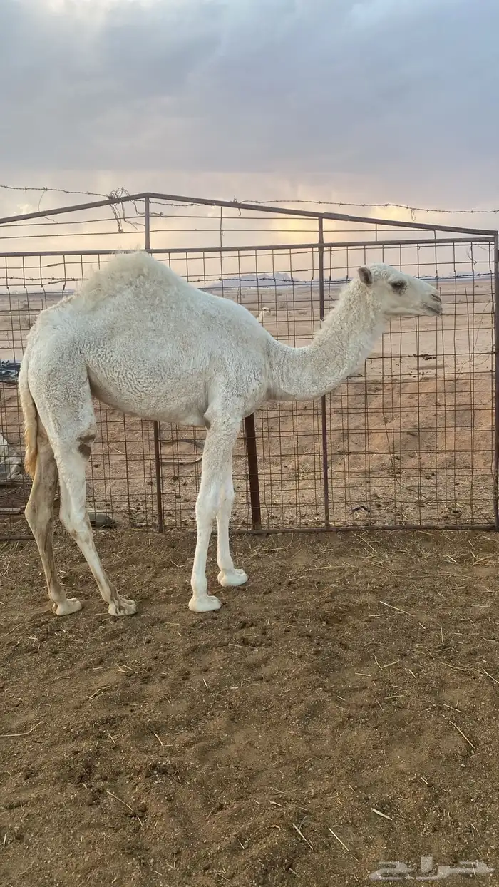 حواره بكرة 3