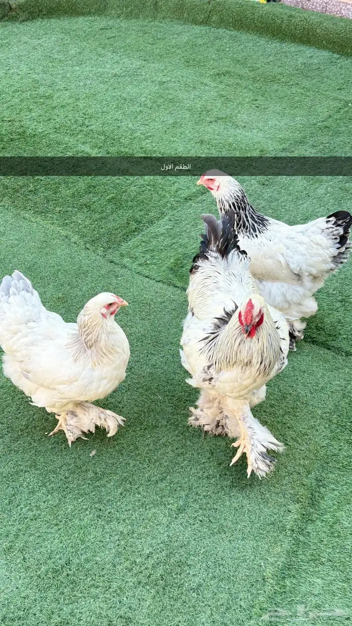 طقمين براهما للبيع 0