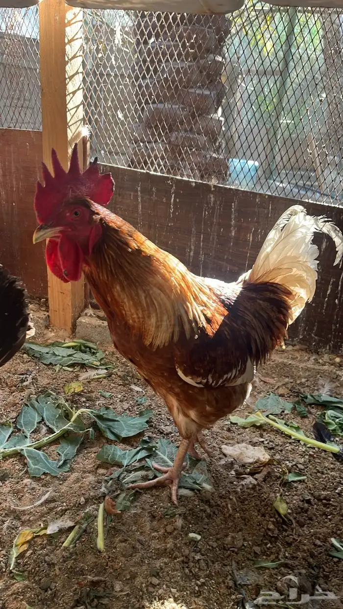 ديك لوهمان براون دم صافي 1