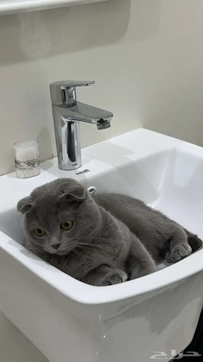 سكوتش للبيع 0