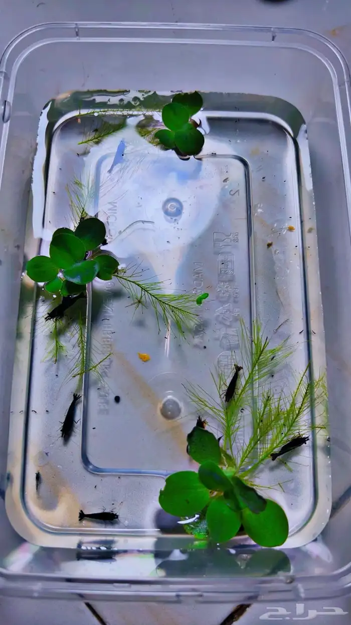 شريمب نهري لاحواض السمك 7