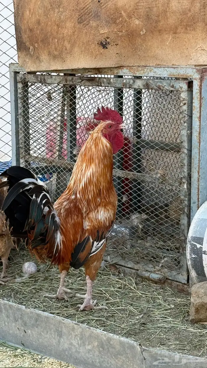 دجاج بلدي للبيع 0