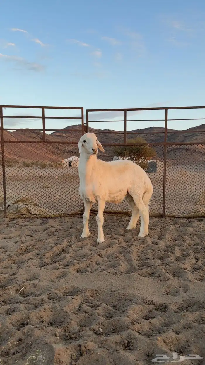 مشروع فحل صنف الصنف ابوه ولد الفيتو من حلال صالح زويد 2